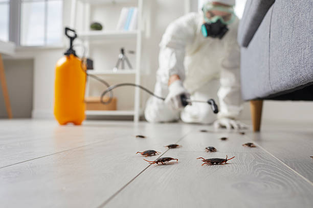 Post-Treatment Bed Bug Interceptor Monitoring in Lacy-Lakeview